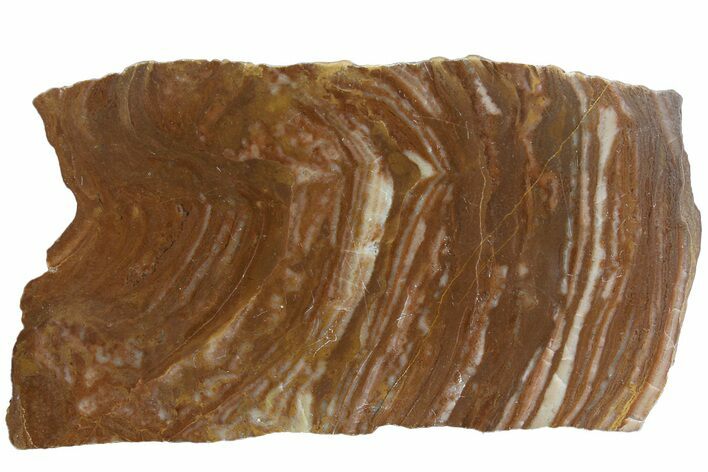 Polished Stromatolite (Gongylina) Slab - Billion Years #180074